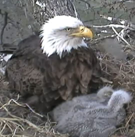 Decorah Eagle